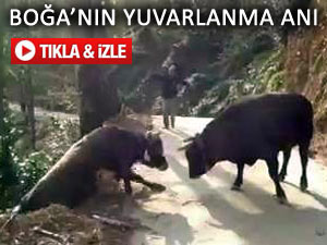 Boğa uçuruma yuvarlandı; korkma bişe olmaz!