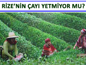 ÇAYKUR ÇAY İTHAL EDEBİLECEK!