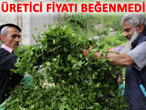 ÇAY FİYATI ÜRETİCİYİ MEMNUN ETMEDİ