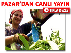 TRT Haber, çay sezonunu Pazar'da açtı