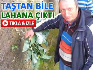 RİZE'NİN TAŞINDA BİLE LAHANA YETİŞTİ