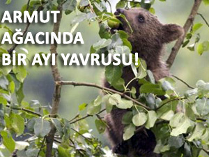 RİZE'DE ARMUTUN İYİSİNİ YAVRU AYI YEDİ!