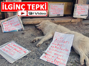 Pazar'da zehirli iğneyle köpek katliamına tepki