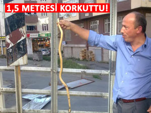 RİZE'DE ŞEHİR MERKEZİNDE YILAN PANİĞİ!