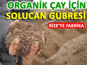 Solucan Gübresi Organik Çay için umut olacak!