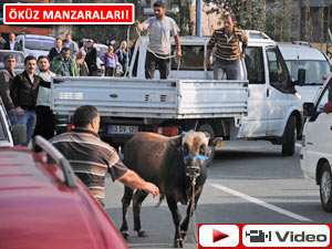 BİR KAÇAN BOĞA KLASİĞİ DE RİZE'DEN!