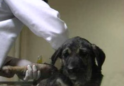 Yaralı yavru köpeğe ameliyat