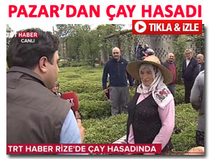 TRT HABER çay hasadını Pazar'dan başlattı