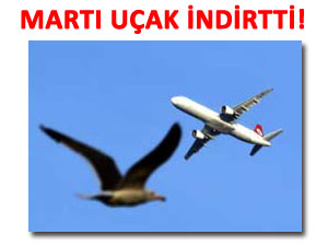 Trabzon'dan kalkan uçak martıya çarptı!