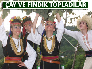 ÖNCE FINDIK SONRA ÇAY TOPLADILAR