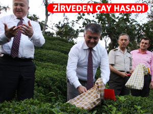 RİZE'NİN ZİRVESİ ZİRVEDE ÇAY TOPLADI!