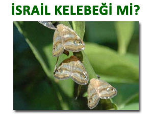BAHÇELERİ MAHVEDEN İSRAİL KELEBEĞİ Mİ?