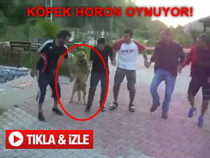 HORON OYNAYAN KÖPEK TIK REKORU KIRDI