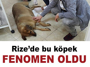 RİZE'DE BU SOKAK KÖPEĞİ FENOMEN OLDU