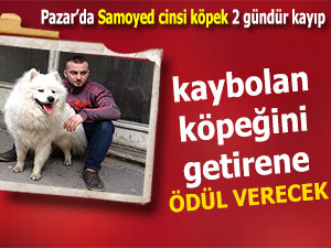 Kaybolan köpeğini getirene ödül verecek