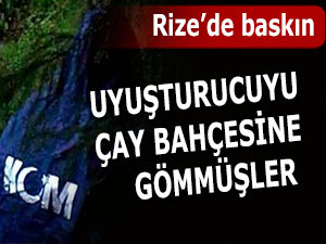 UYUŞTURUCUYU ÇAY BAHÇESİNE GÖMMÜŞLER