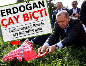 Cumhurbaşkanı Erdoğan Rize'de çay topladı!
