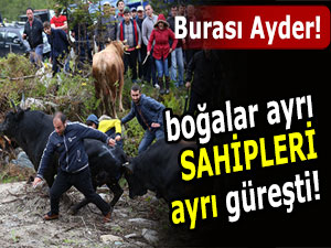 AYDER BOĞA GÜREŞLERİ GERGİN GEÇTİ