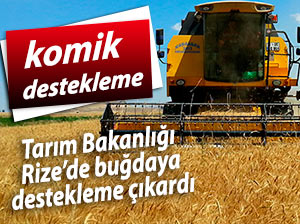 Tarım Bakanlığı Rize'de buğdaya destekleme çıkardı!