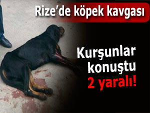 Rize'de köpek kavgası: 2 yaralı!
