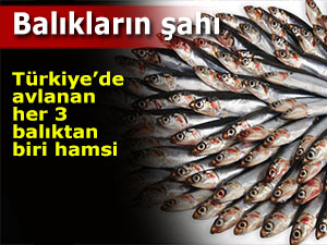 Türkiye’de avlanan her 3 balıktan biri hamsi