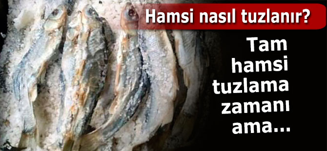 Tam hamsi tuzlama zamanı! Hamsi nasıl tuzlanır?