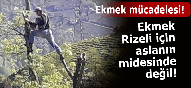 Ekmek onun için aslanın midesinde değil!