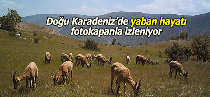 Doğu Karadeniz’de yaban hayatı fotokapanla izleniyor