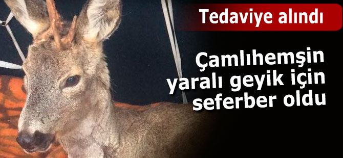 Çamlıhemşin'de yaralı geyik kurtarıldı