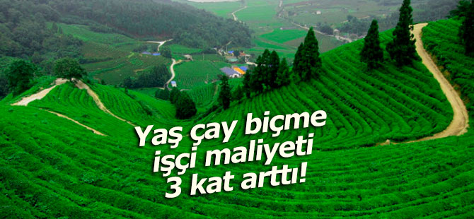 Yaş çay biçme işçi maliyeti 3 kat arttı!