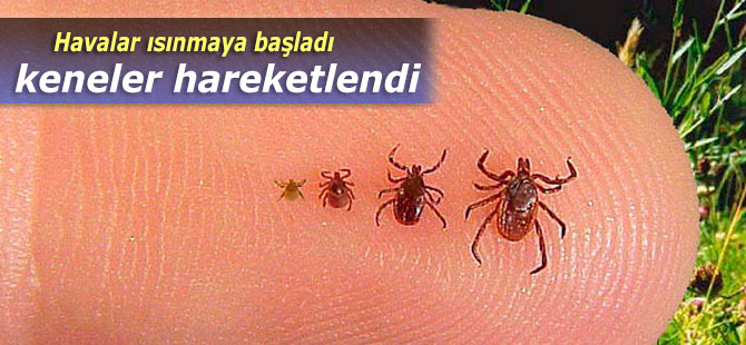 Havalar ısınmaya başladı, keneler hareketlendi