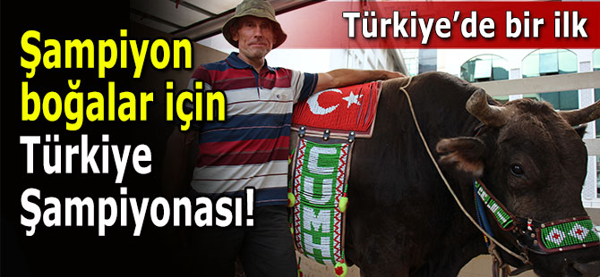 Boğa Güreşleri Türkiye Şampiyonası yapılacak!