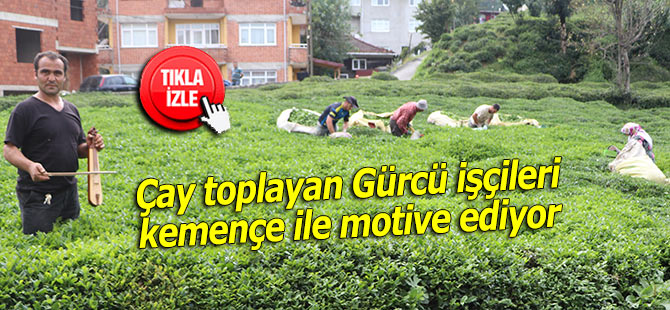 Çay toplayan Gürcü işçileri kemençe ile motive ediyor