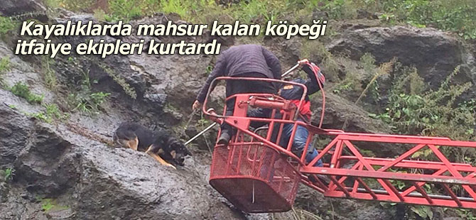 Kayalıklarda mahsur kalan köpeği itfaiye ekipleri kurtardı