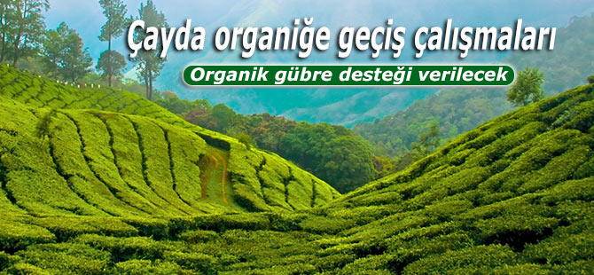 Çayda organiğe geçiş çalışmaları