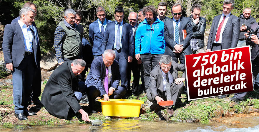 750 bin alabalık derelerle buluşacak