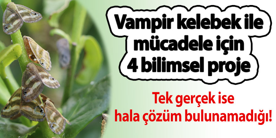 Vampir kelebek ile mücadele için 4 bilimsel proje