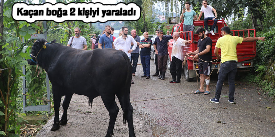 Kaçan boğa 2 kişiyi yaraladı!