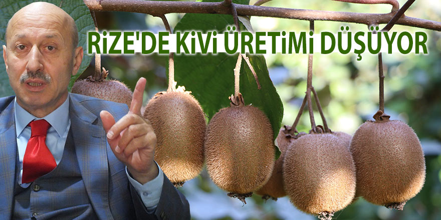 Rize'de kivi üretimi düşüyor