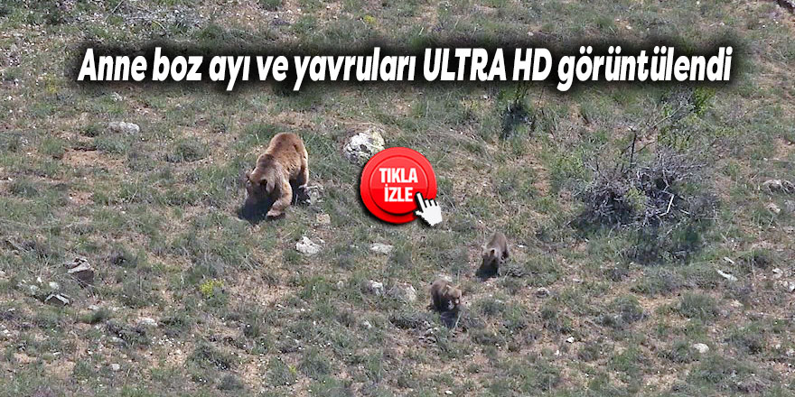Anne boz ayı ve yavruları ULTRA HD görüntülendi