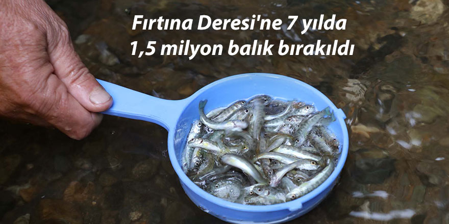 Fırtına Deresi'ne 7 yılda 1,5 milyon balık bırakıldı