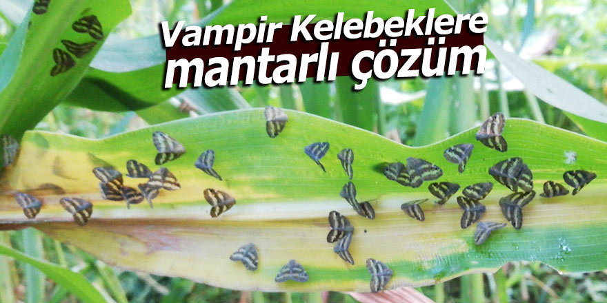 Vampir Kelebeklere mantarlı çözüm