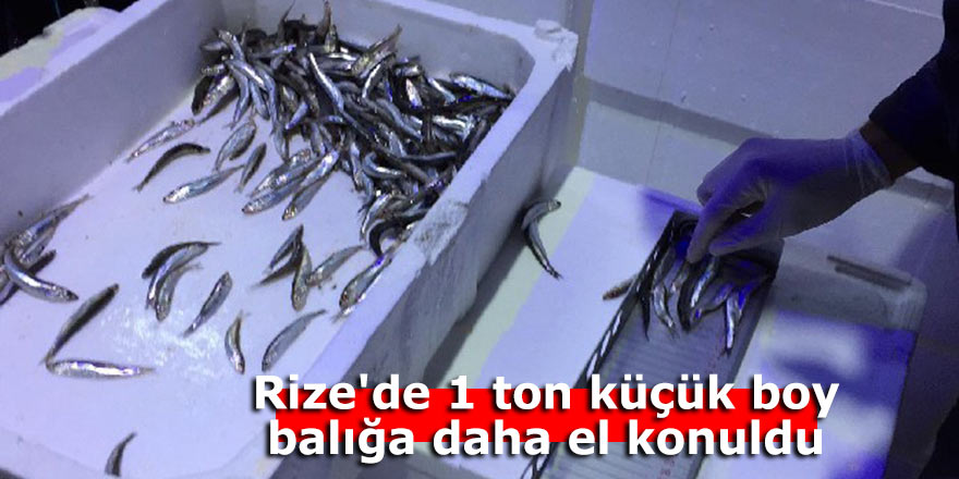 Rize'de 1 ton küçük boy balığa daha el konuldu