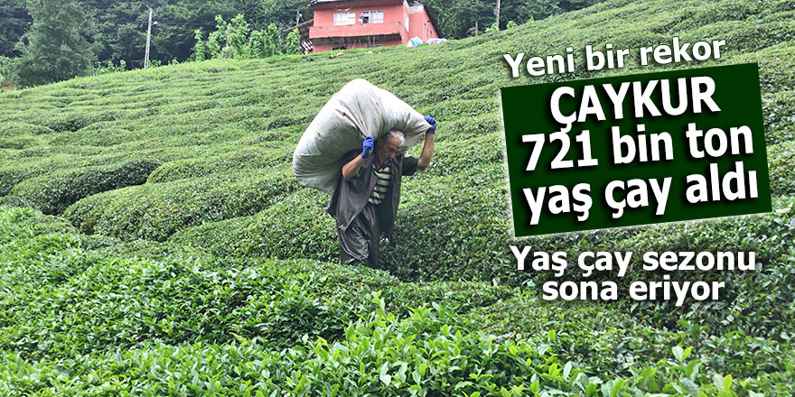 Yaş çay sezonu sona ererken; ÇAYKUR 721 bin ton yaş çay aldı