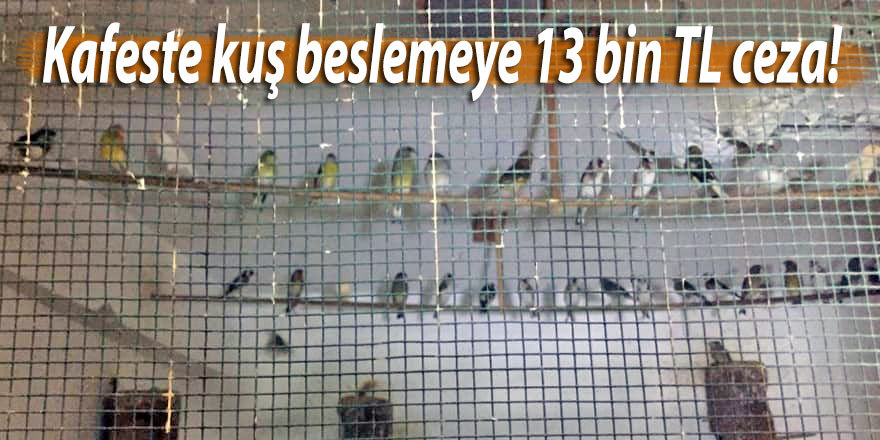 Kafeste kuş beslemeye 13 bin TL ceza!