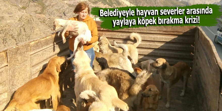 Belediyeyle hayvan severler arasında yaylaya köpek bırakma krizi!