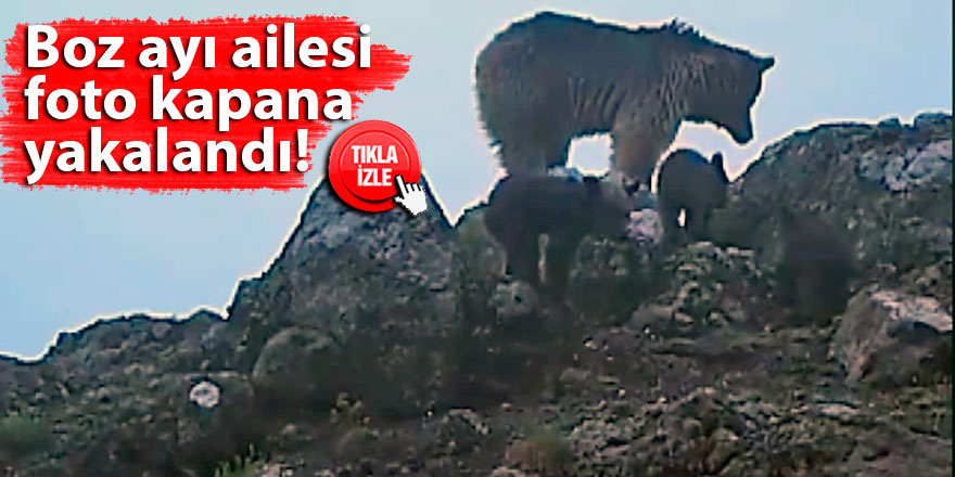 Boz ayı ailesi foto kapana yakalandı!