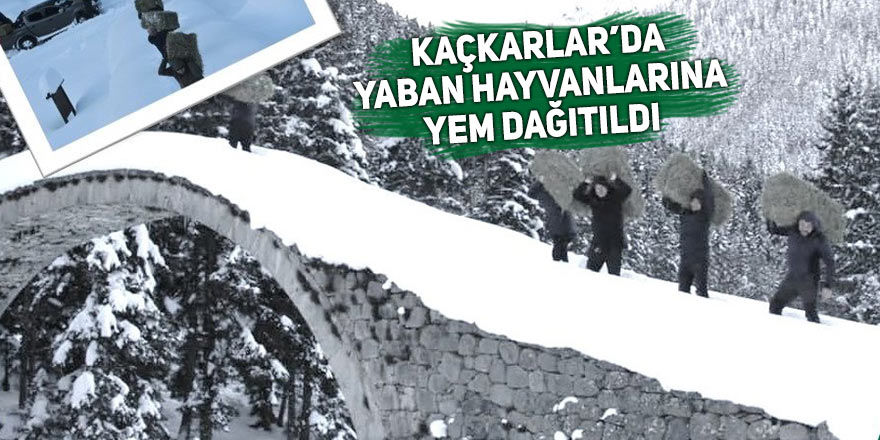 Kaçkarlar’da yaban hayvanlarına yem dağıtıldı