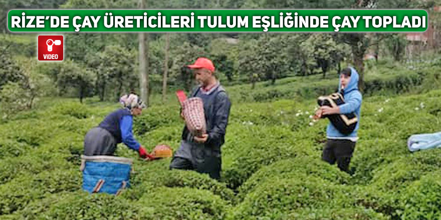 Rize’de çay üreticileri tulum ile müzik eşliğinde çay topladı