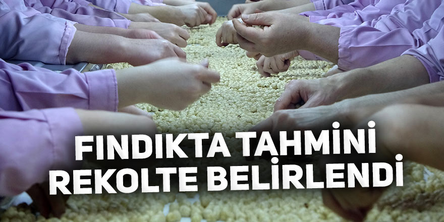 Fındıkta tahmini rekolte belirlendi